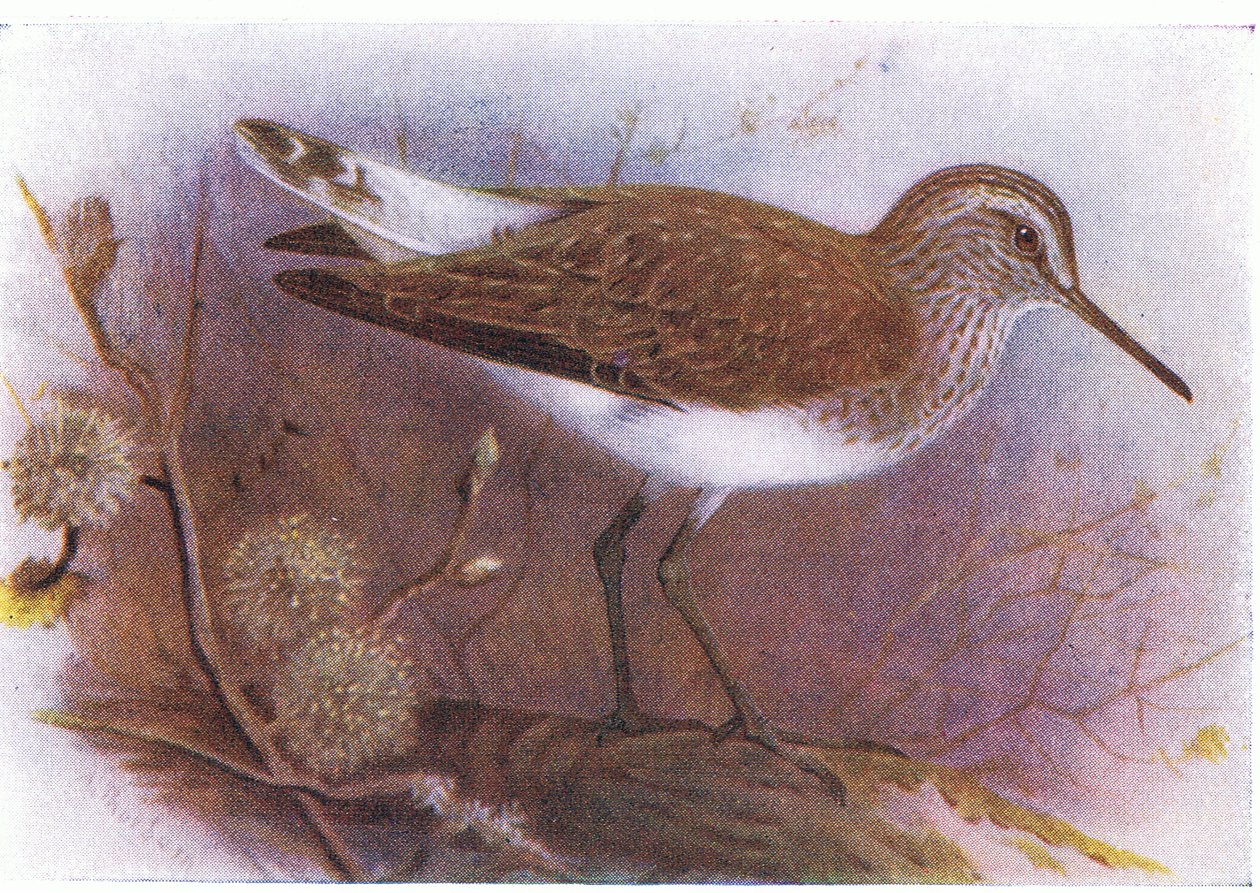 Green Sandpiper, teoksesta Birds of the British Isles and Their Eggs, jonka on julkaissut Frederick Warne & Co Ltd, 1958. tekijältä Archibald Thorburn