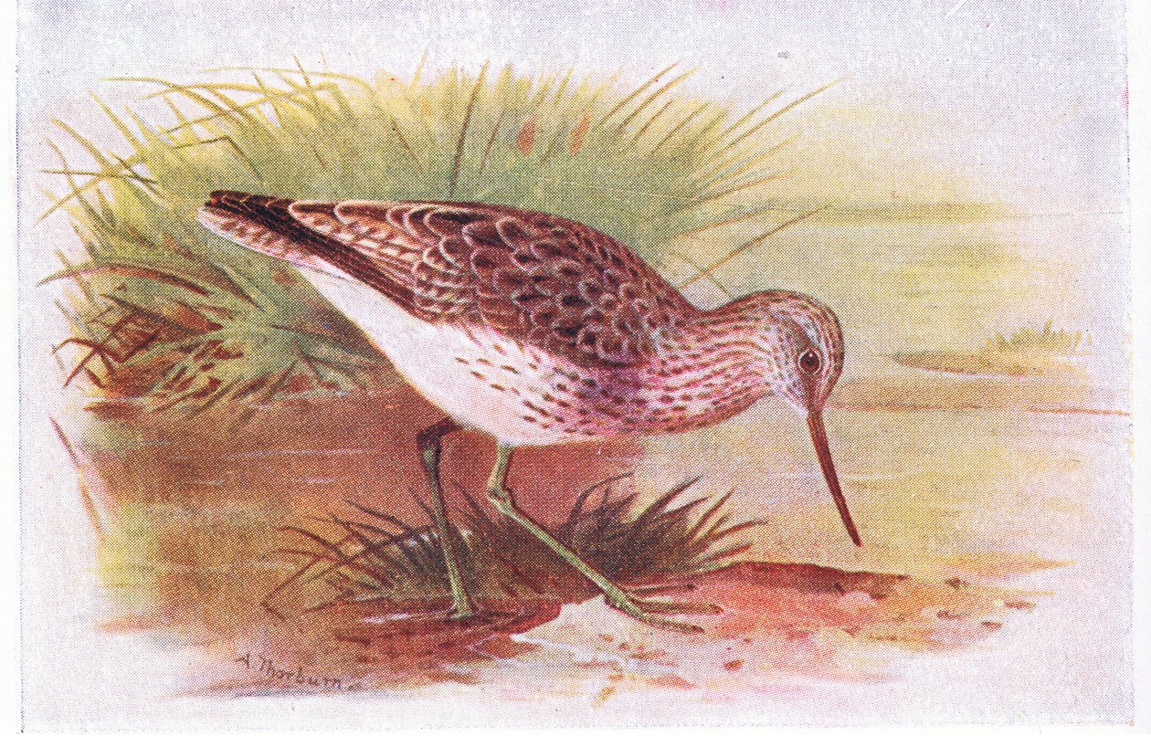 Greenshank, teoksesta Birds of the British Isles and Their Eggs, julkaissut Frederick Warne & Co Ltd, 1958. tekijältä Archibald Thorburn