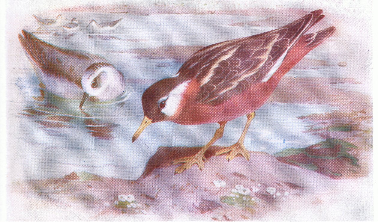 Grey Phalarope (kesä ja syksy), teoksesta Birds of the British Isles and Their Eggs, Frederick Warne & Co Ltd, 1958. tekijältä Archibald Thorburn