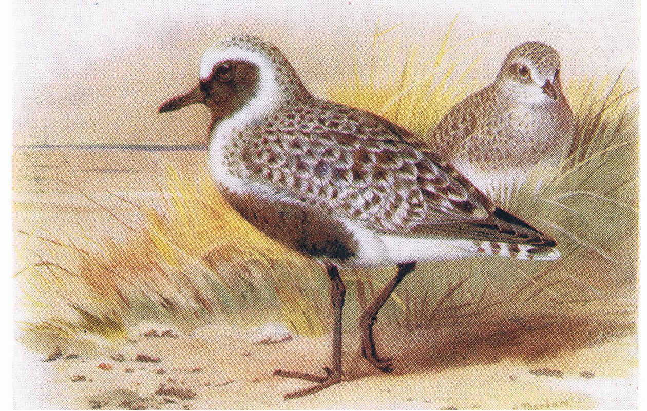 Grey Plover, teoksesta Birds of the British Isles and Their Eggs, julkaissut Frederick Warne & Co Ltd, 1958. tekijältä Archibald Thorburn