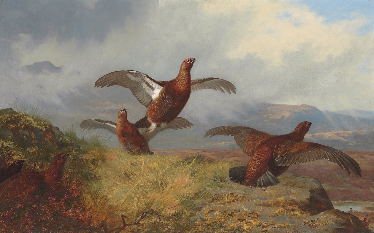 Teeri lennossa tekijältä Archibald Thorburn