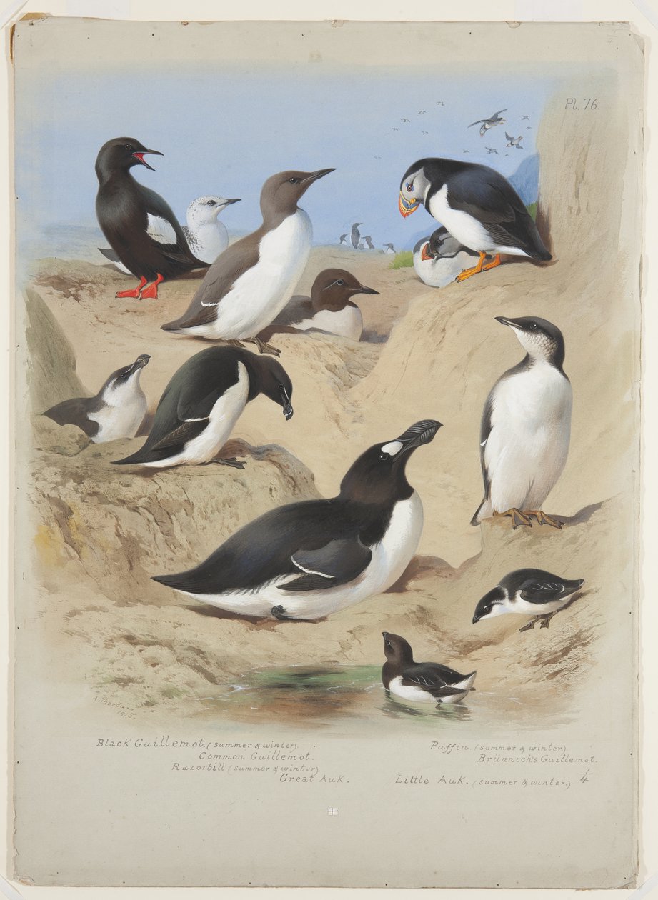 Guillemots, partanokka, lunni ja rukka, n. 1915 (akvarelli ja vartaloväri arabikumilla kynällä aluksella) tekijältä Archibald Thorburn