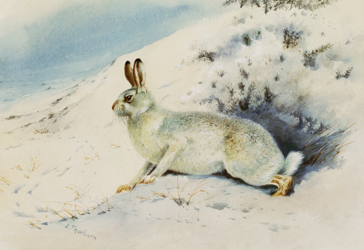Jänis tekijältä Archibald Thorburn