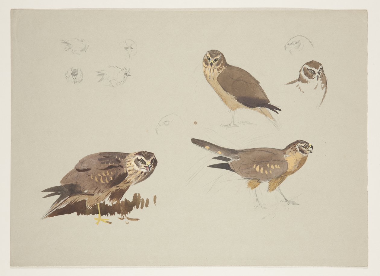 Harrier and ruff, n. 1915 (akvarelli ja vartaloväri kynällä paperille) tekijältä Archibald Thorburn