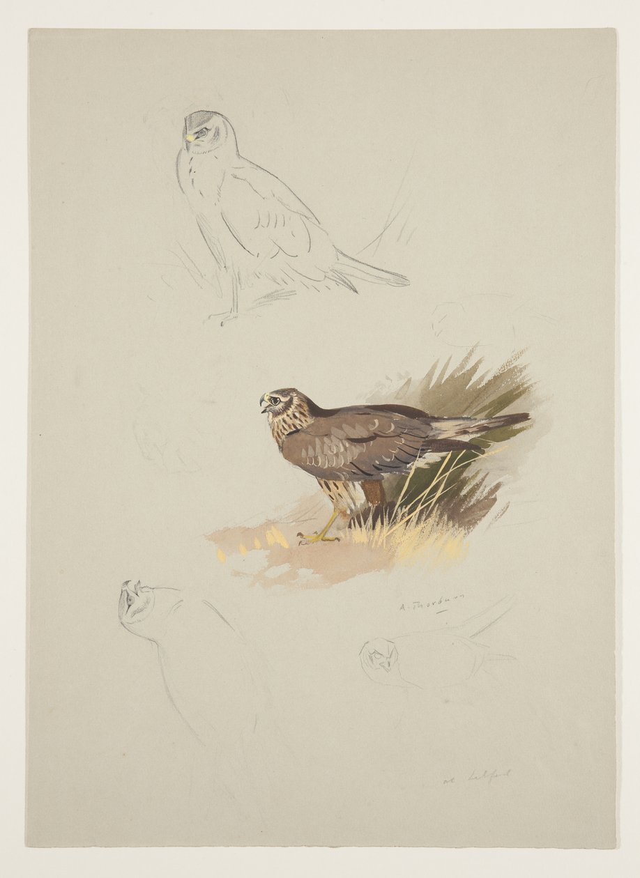 Harrier, n. 1915 (akvarelli ja vartaloväri kynällä paperille) tekijältä Archibald Thorburn