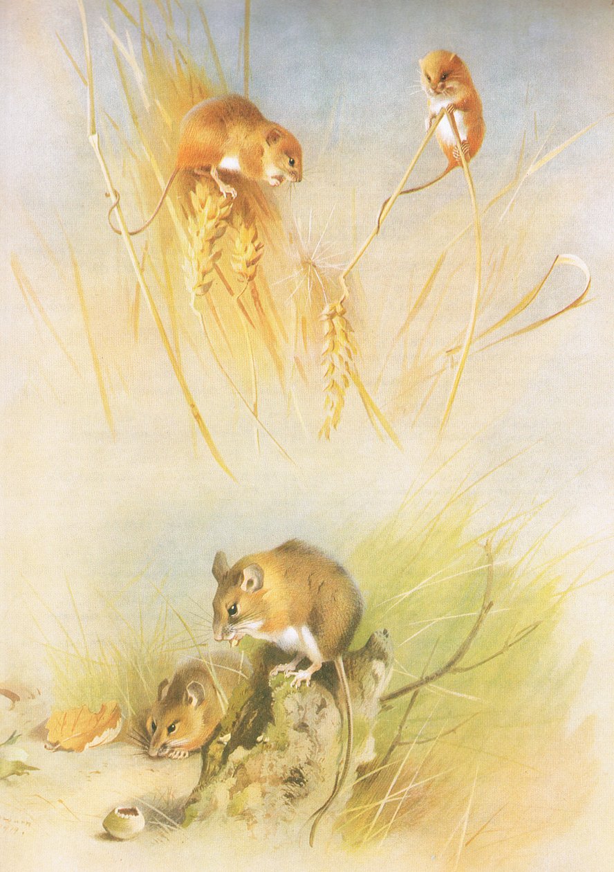 Harvest Mouse and Wood Mouse, julkaisusta Thorburns Mammals, julkaisija Longmans and Co, c. 1920 tekijältä Archibald Thorburn