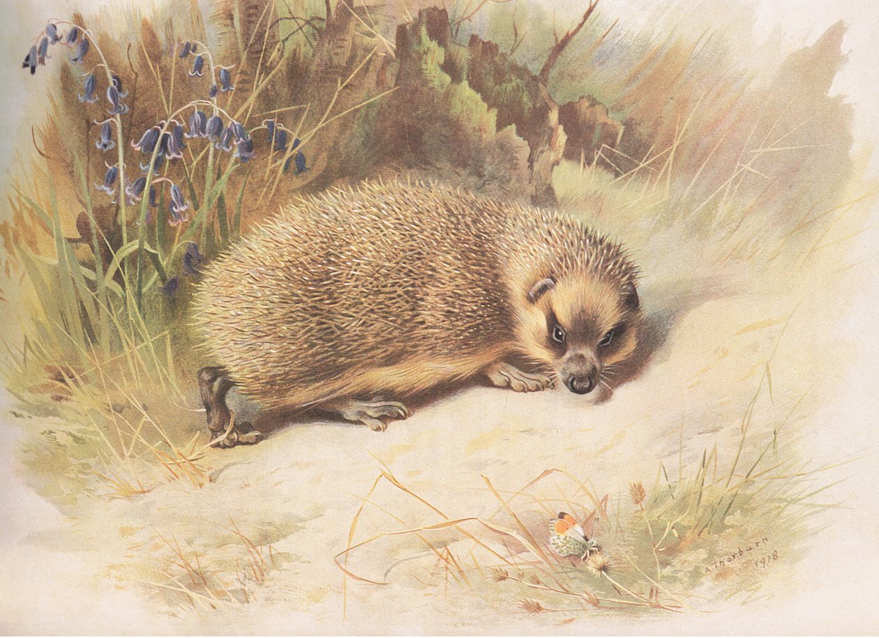 Hedgehog, julkaisusta Thorburns Mammals, julkaisija Longmans and Co, c. 1920 tekijältä Archibald Thorburn