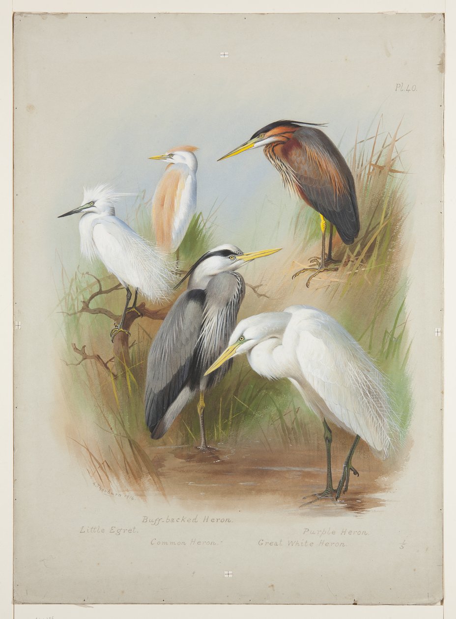 Herons and egret, n. 1915 (akvarelli ja vartaloväri kynällä aluksella) tekijältä Archibald Thorburn