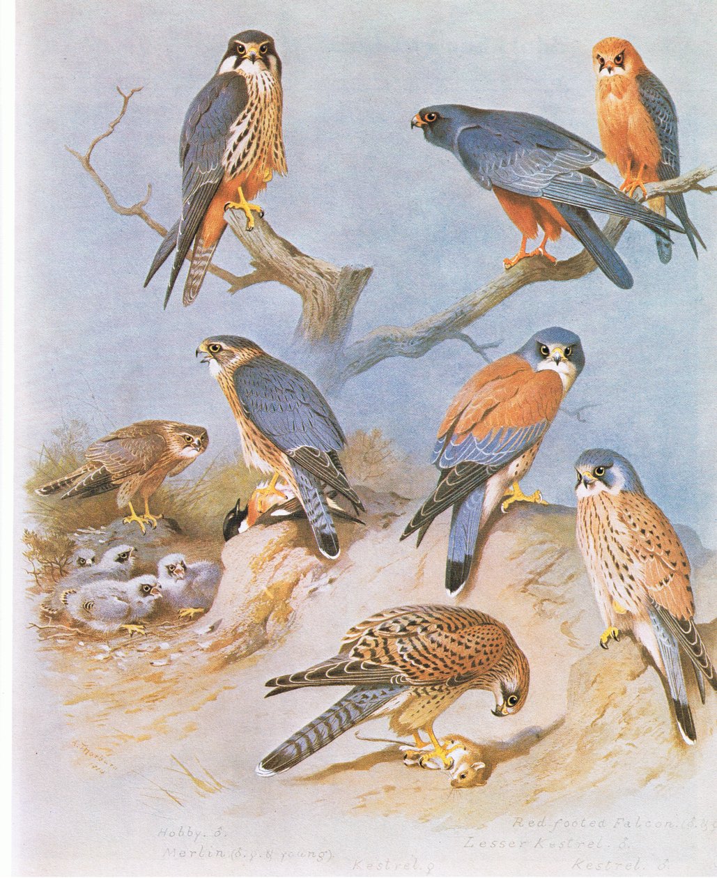 Hobby, Merlin, Red Footed Falcon, Lesser Kestrel ja Kestrel, pub. Kirjailija: Book Club Associates, 1972 tekijältä Archibald Thorburn
