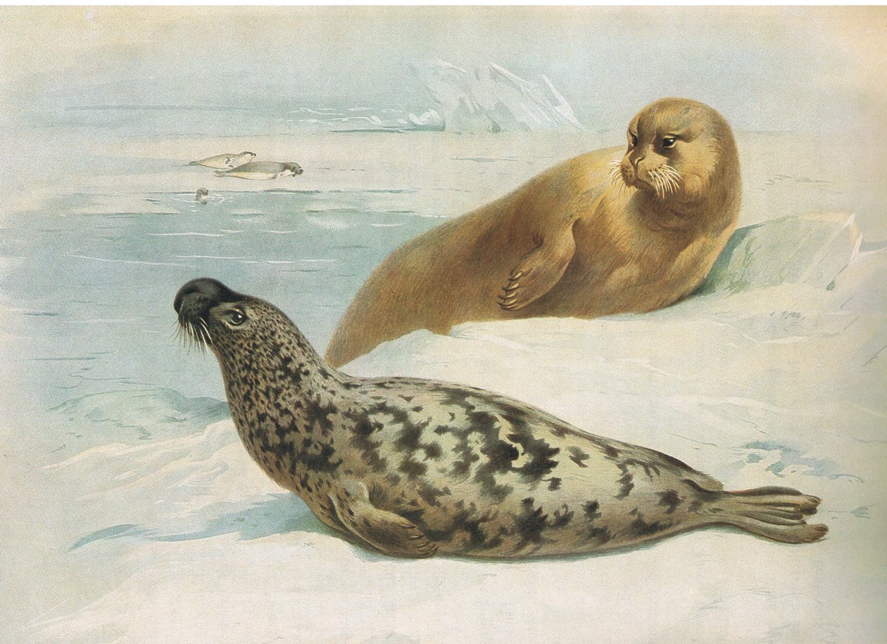 Hooded Seal and Bearded Seal, julkaisusta Thorburns Mammals, julkaisija Longmans and Co, c. 1920 tekijältä Archibald Thorburn