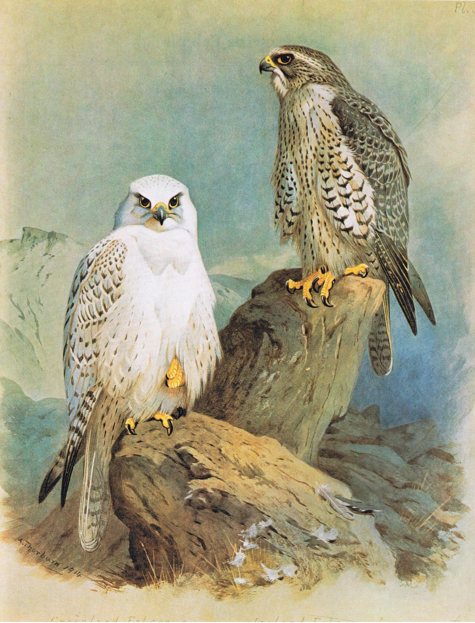 Iceland Falcon ja Greenland Falcon, pubi. Kirjailija: Book Club Associates, 1972 tekijältä Archibald Thorburn