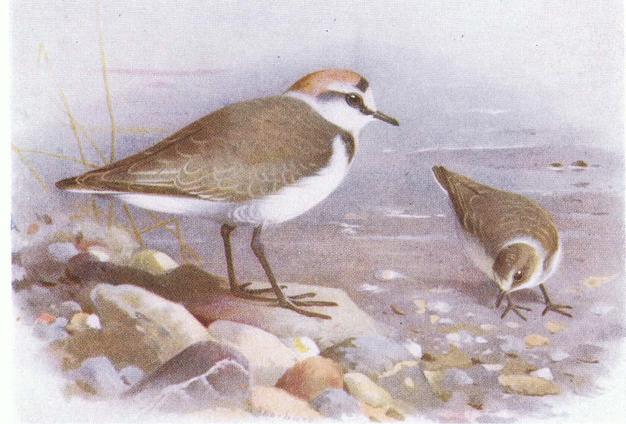 Kentish Plover, teoksesta Birds of the British Isles and Their Eggs, julkaissut Frederick Warne & Co Ltd, 1958. tekijältä Archibald Thorburn