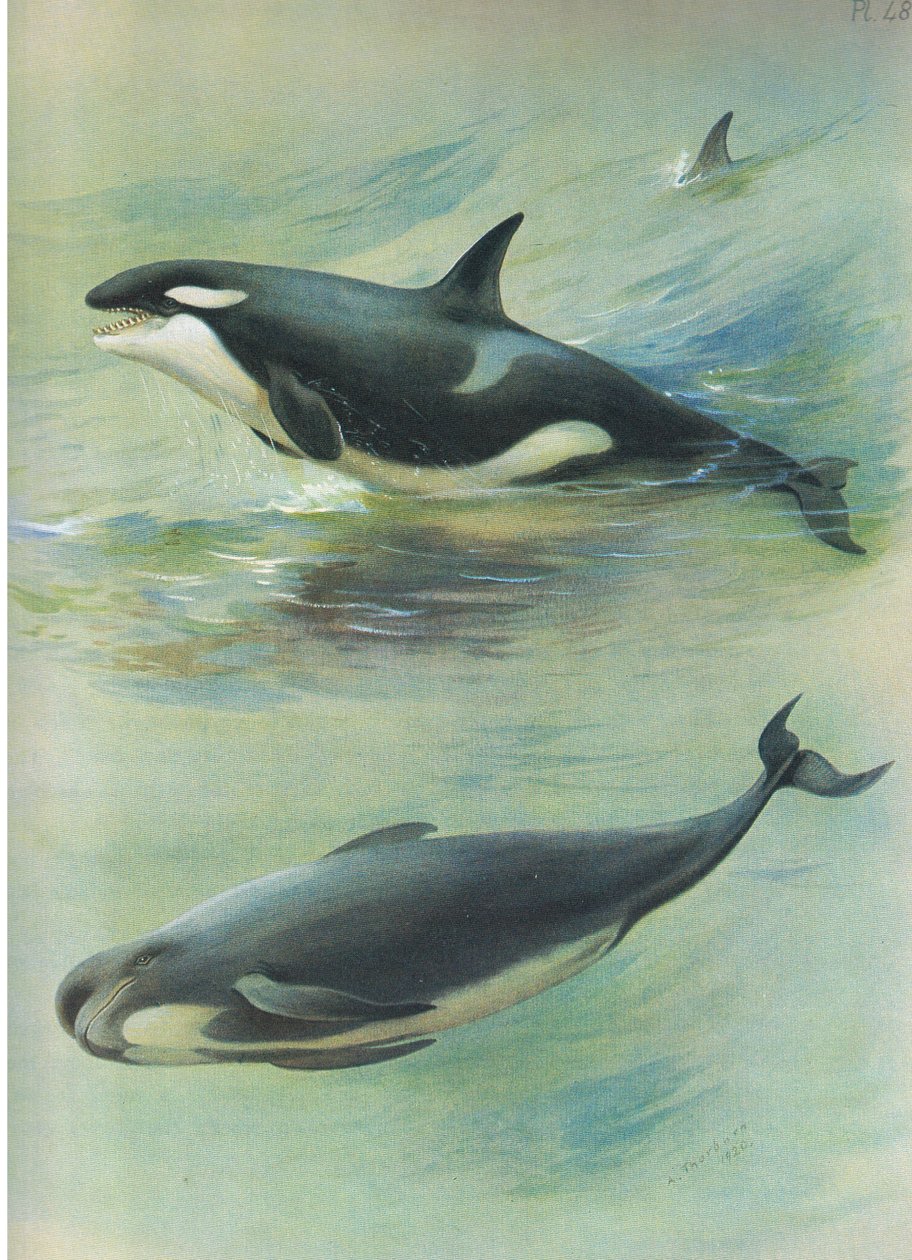 Killer Pilot Whale, julkaisusta Thorburns Mammals, julkaisija Longmans and Co, c. 1920 tekijältä Archibald Thorburn
