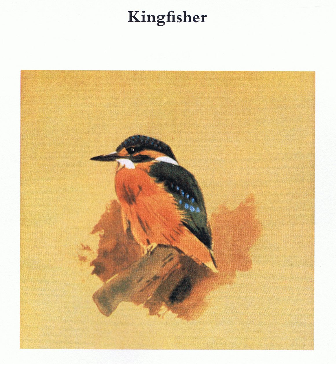 Kingfisher, pubi. Kirjailija: Book Club Associates, 1972 tekijältä Archibald Thorburn