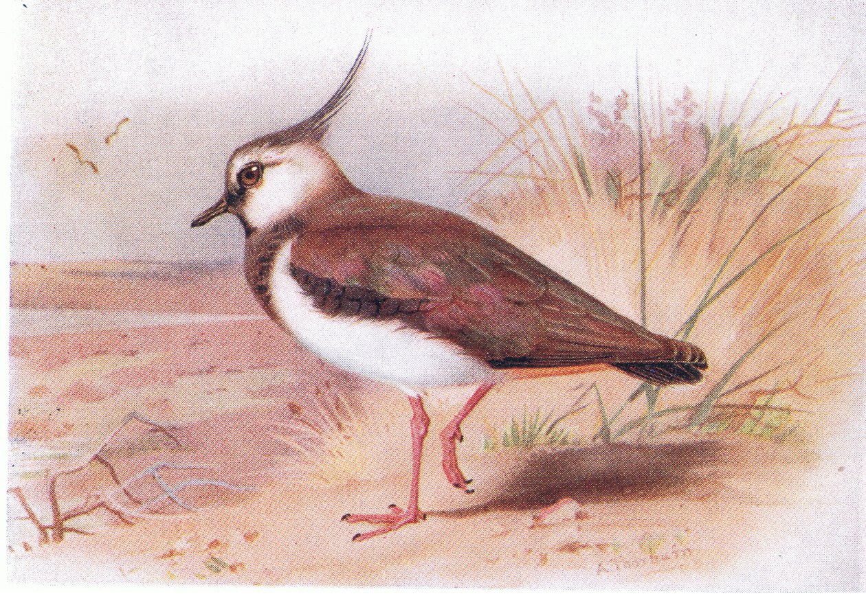 Lapwing, teoksesta Birds of the British Isles and Their Eggs, jonka on julkaissut Frederick Warne & Co Ltd, 1958. tekijältä Archibald Thorburn