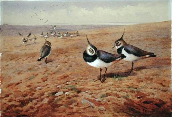 Auralla siivet tekijältä Archibald Thorburn