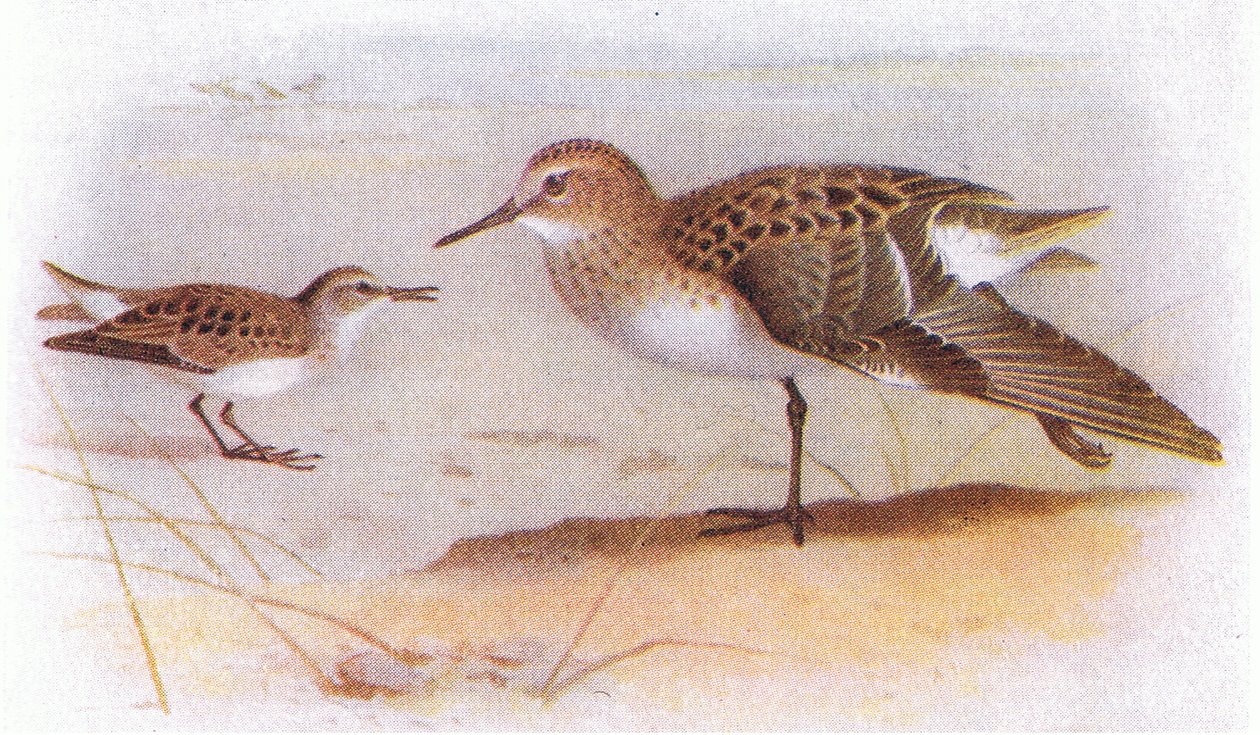 Little Stint, teoksesta Birds of the British Isles and Their Eggs, jonka on julkaissut Frederick Warne & Co Ltd, 1958. tekijältä Archibald Thorburn