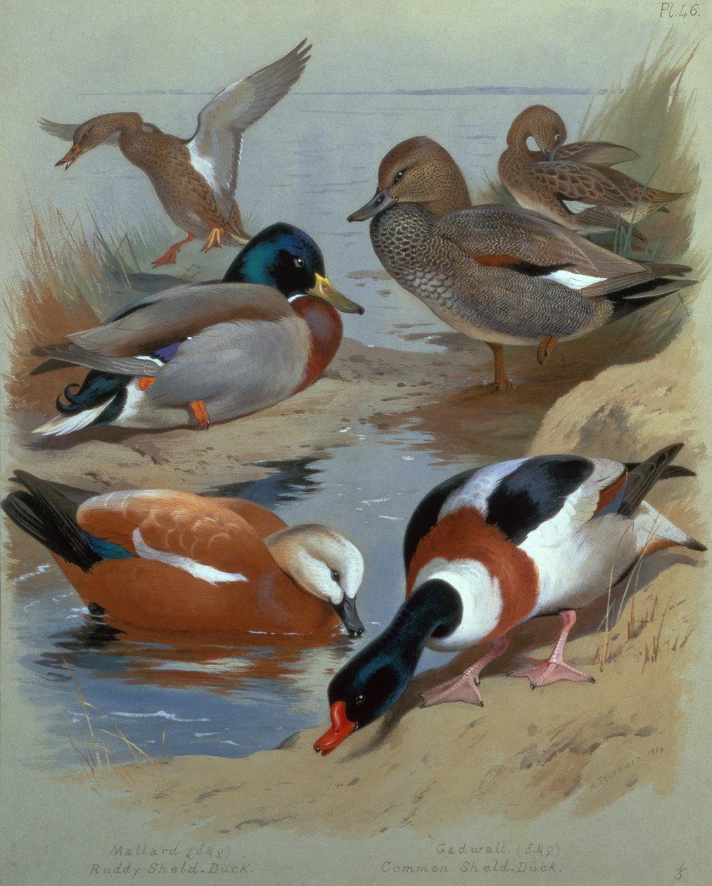 Sinisorsa, Gadwell, Ruddy Shelduck (akvarelli) tekijältä Archibald Thorburn