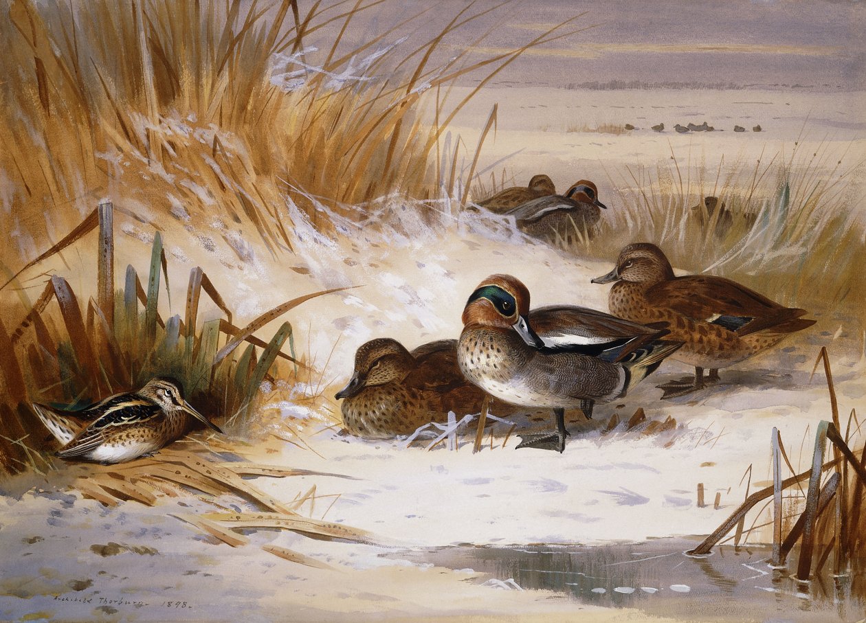 Mallard Widgeon ja Snipe altaan reunalla talvella tekijältä Archibald Thorburn