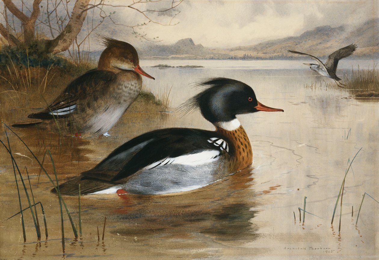 Mergansers, Loch Mareella tekijältä Archibald Thorburn