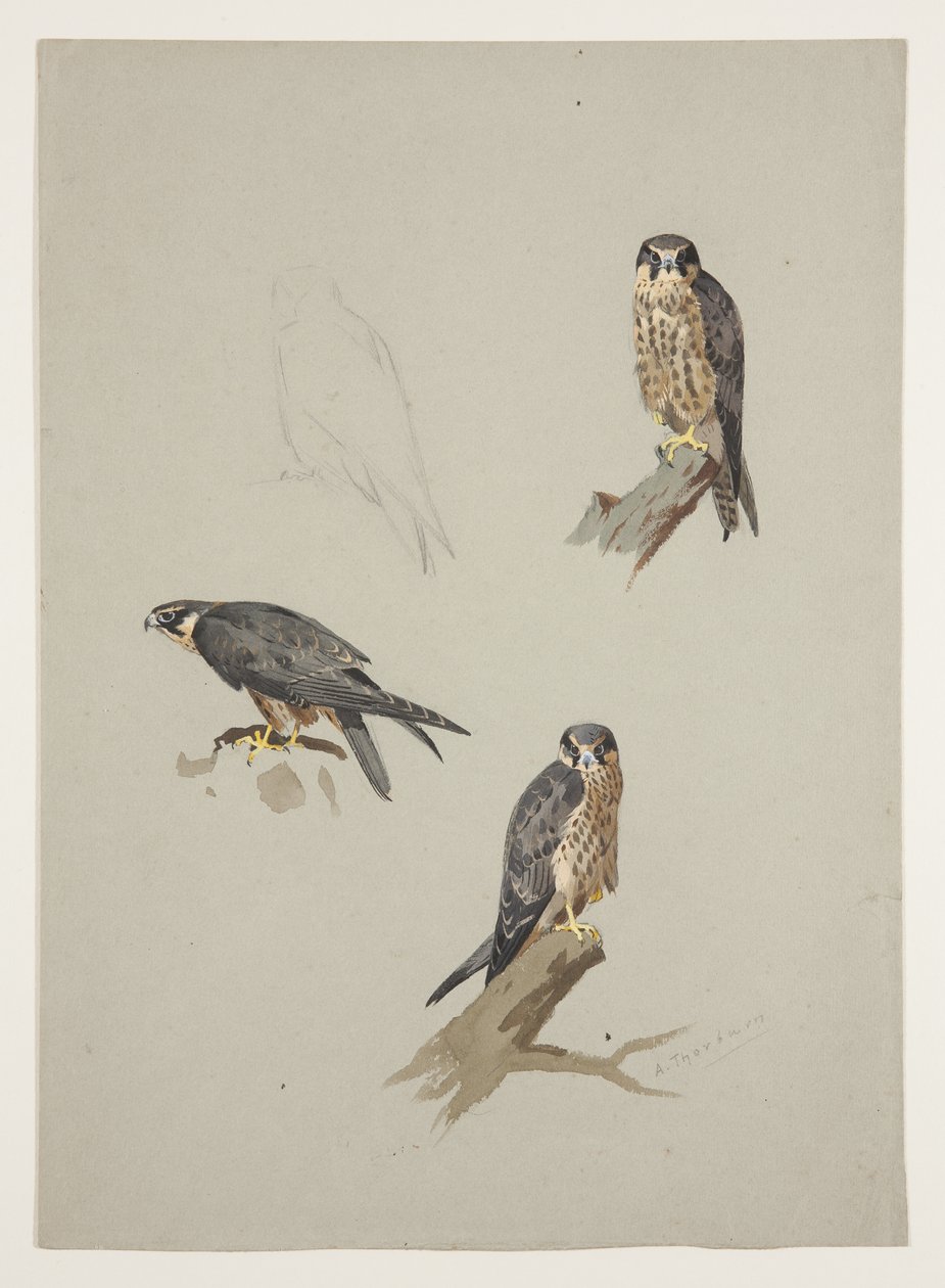 Merlin uros, n. 1915 (akvarelli ja vartaloväri kynällä paperille) tekijältä Archibald Thorburn