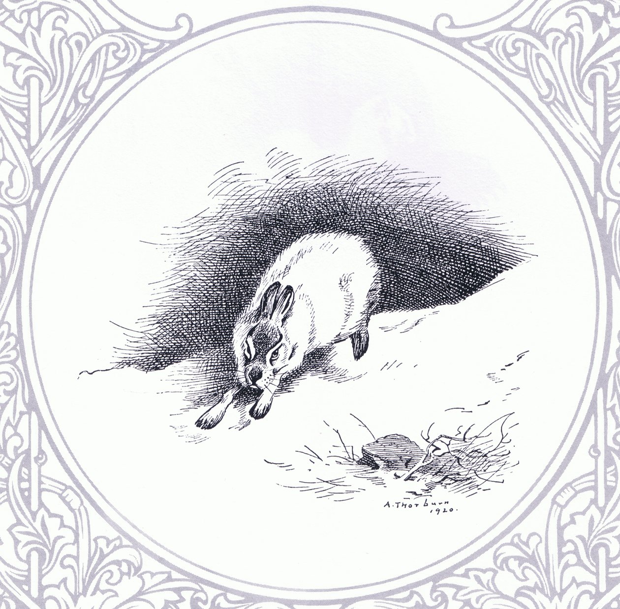 Mountain Hare, pubi. kirjoittanut Book Club Associates tekijältä Archibald Thorburn