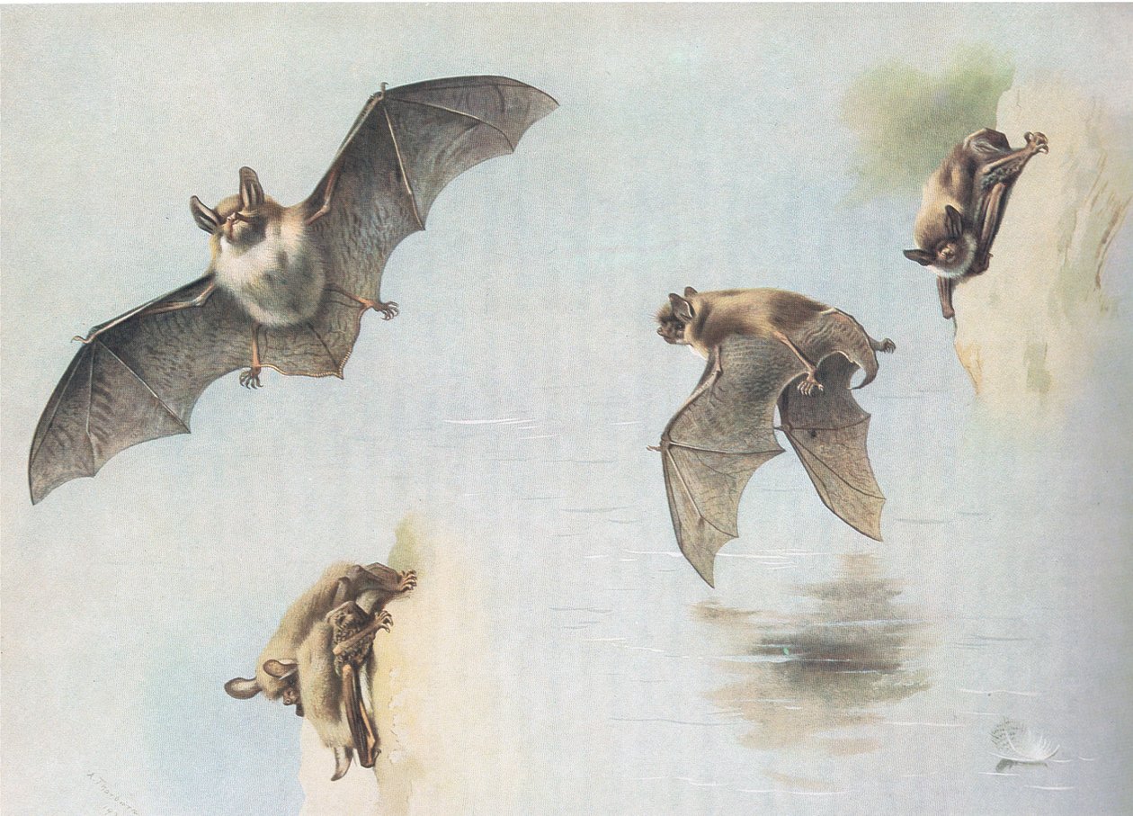 Natterers Bat ja Daubentons Bat, Thorburns Mammalsista, julkaisija Longmans and Co, c. 1920 tekijältä Archibald Thorburn