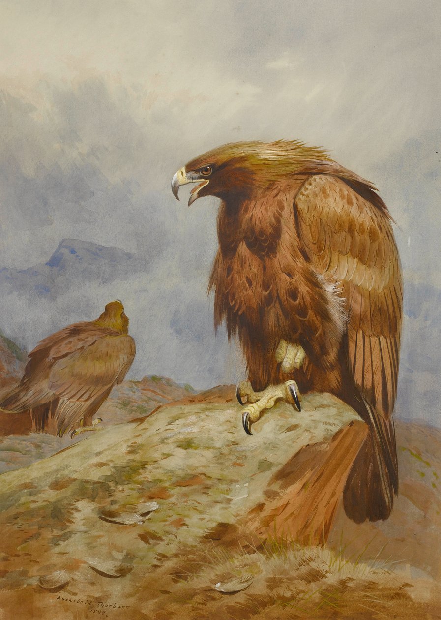 Pari kultakotkia tekijältä Archibald Thorburn