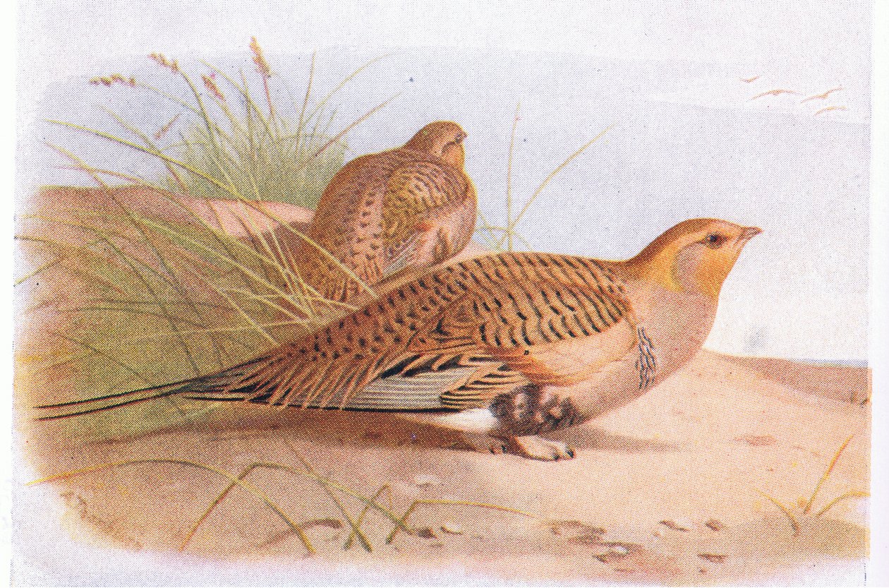 Pallass Sand Grouse, teoksesta Birds of the British Isles and Their Eggs, julkaissut Frederick Warne & Co Ltd, 1958. tekijältä Archibald Thorburn