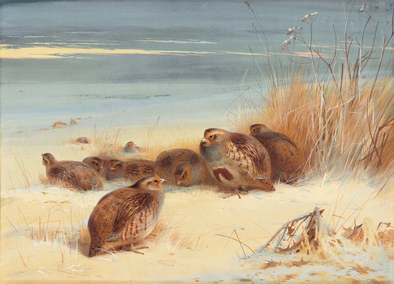 Partridge pakkasella aamulla tekijältä Archibald Thorburn
