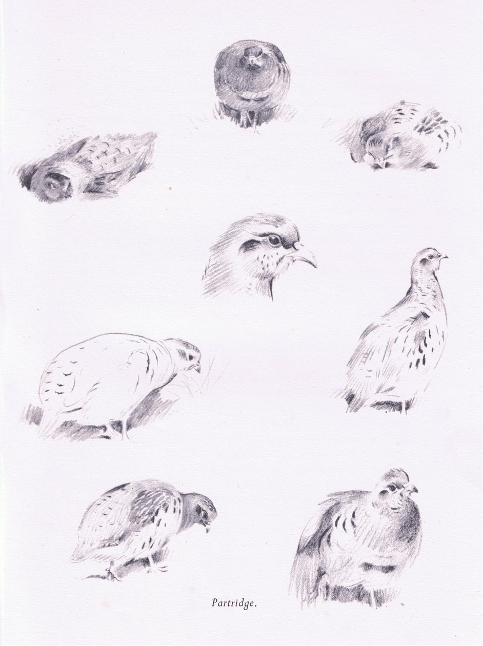Partridges, 1938 tekijältä Archibald Thorburn