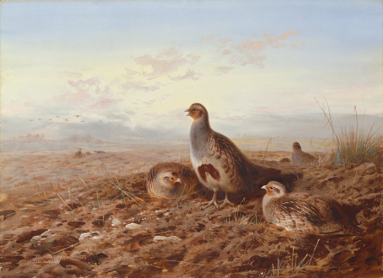 Partridges Sängen joukossa tekijältä Archibald Thorburn
