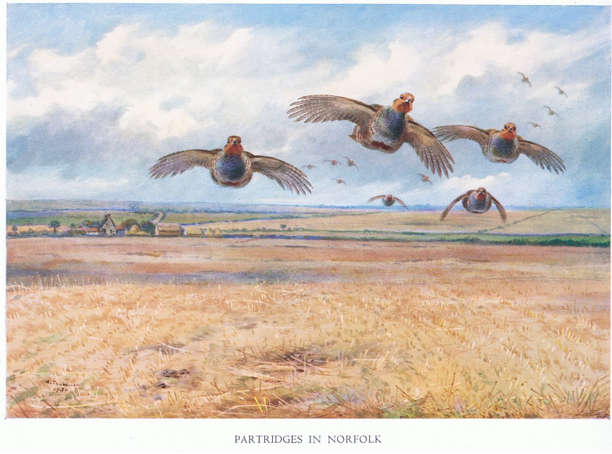 Partridges Norfolkissa, 1938 tekijältä Archibald Thorburn