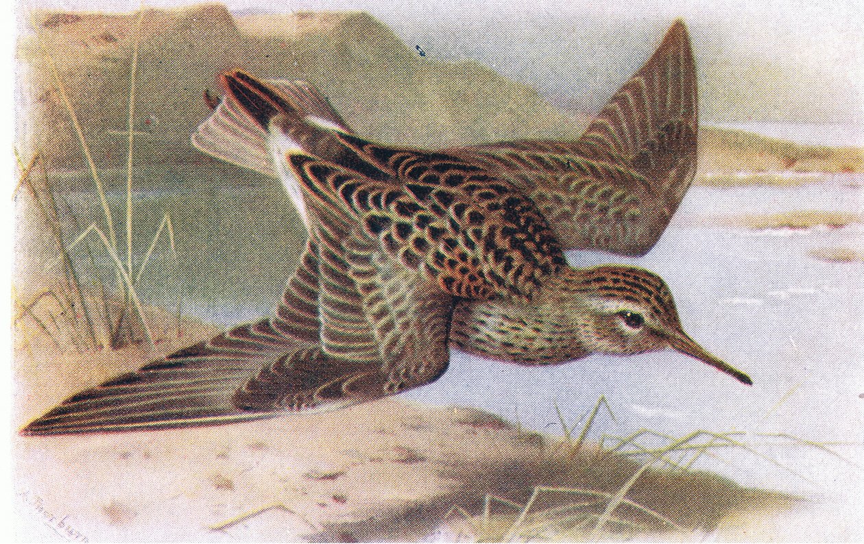 Pectoral Sandpiper, teoksesta Birds of the British Isles and Their Eggs, julkaissut Frederick Warne & Co Ltd, 1958. tekijältä Archibald Thorburn