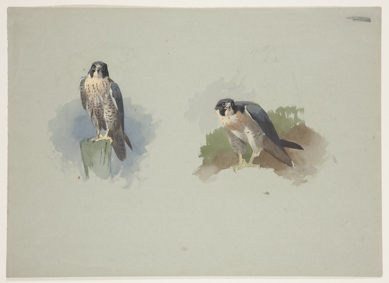 Peregrine falcon uros, n. 1915 (akvarelli ja vartaloväri kynällä paperille) tekijältä Archibald Thorburn