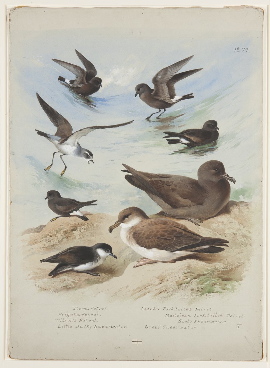 Petrels, n. 1915 (akvarelli ja vartaloväri kynällä paperille) tekijältä Archibald Thorburn