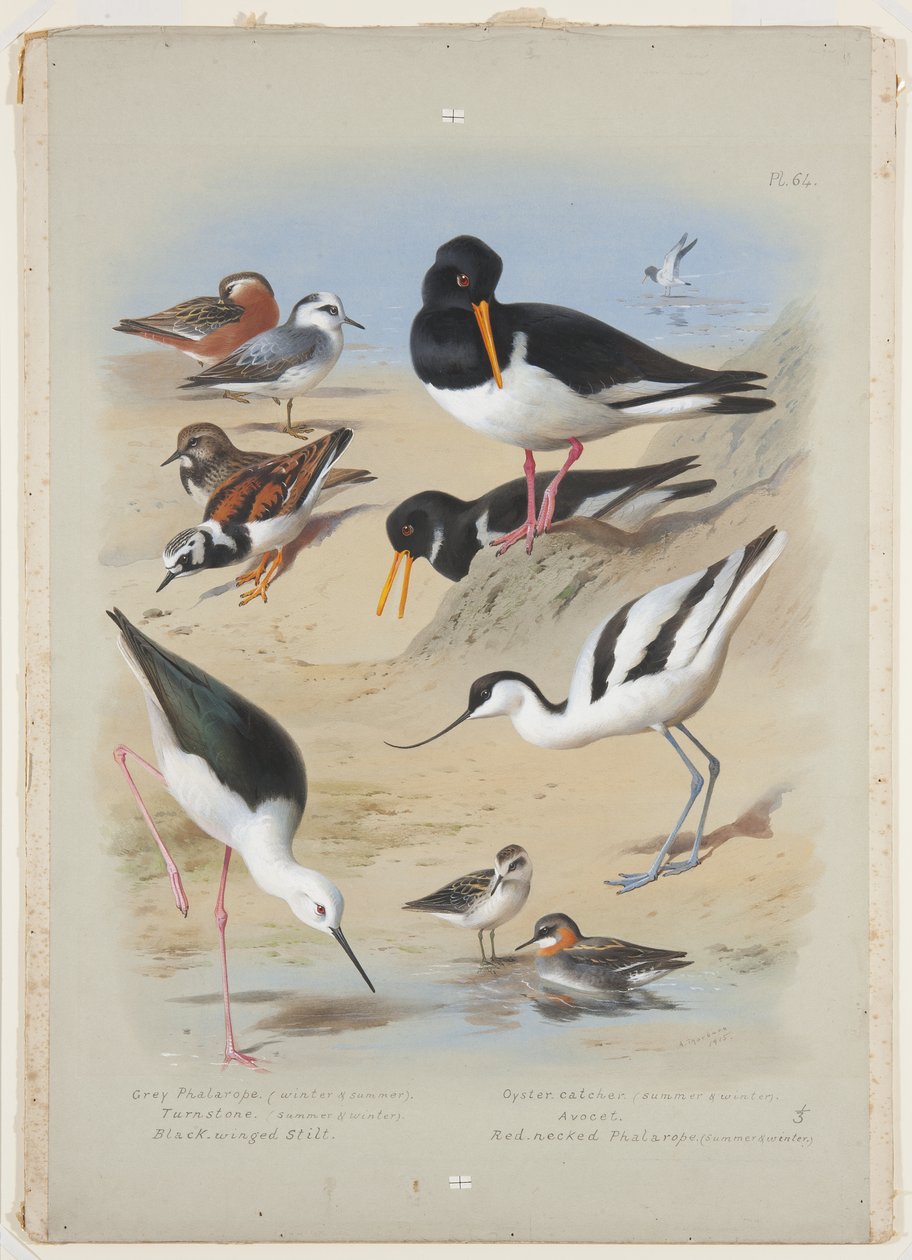 Phaleropes, osterisieppaus, avocet, turnstone ja paalu, n. 1915 (akvarelli- ja vartaloväri arabikumilla kynällä aluksella) tekijältä Archibald Thorburn