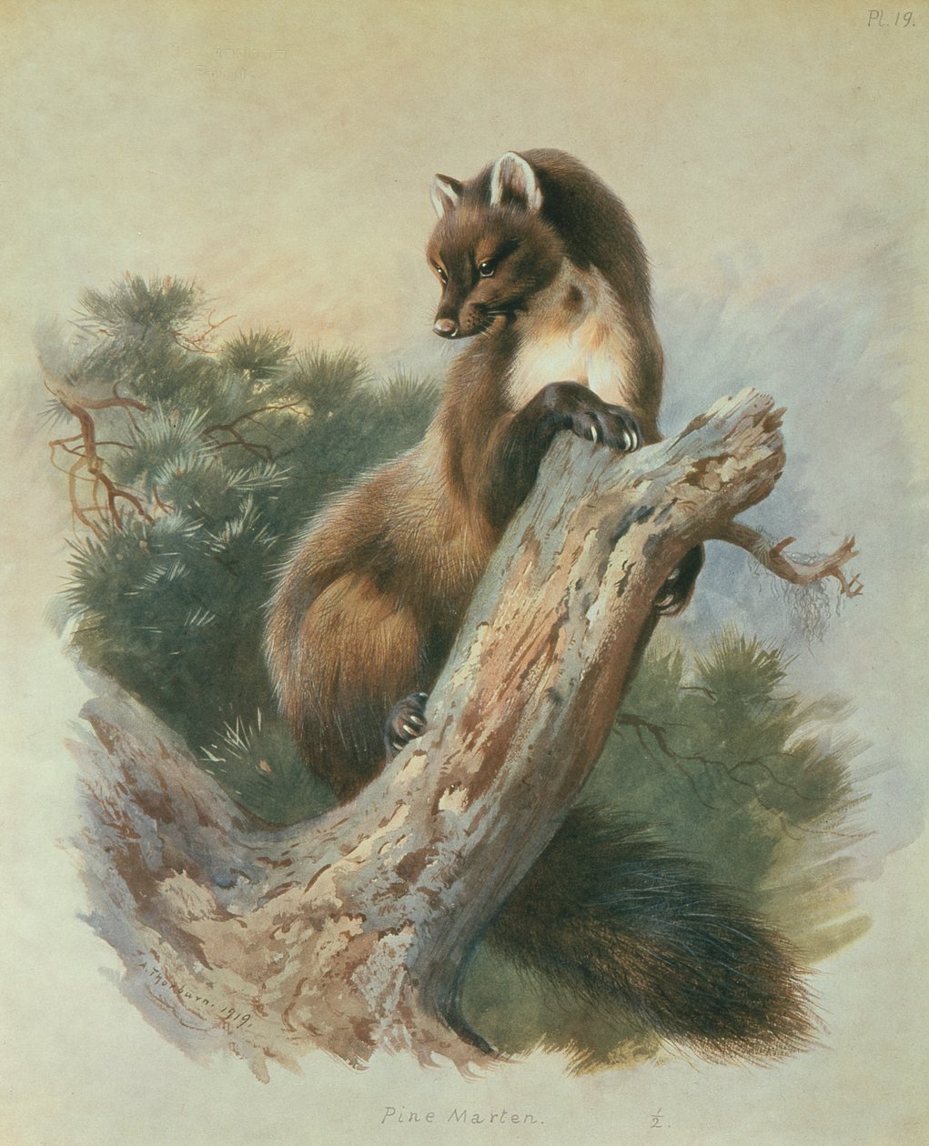 Mänty Marten tekijältä Archibald Thorburn