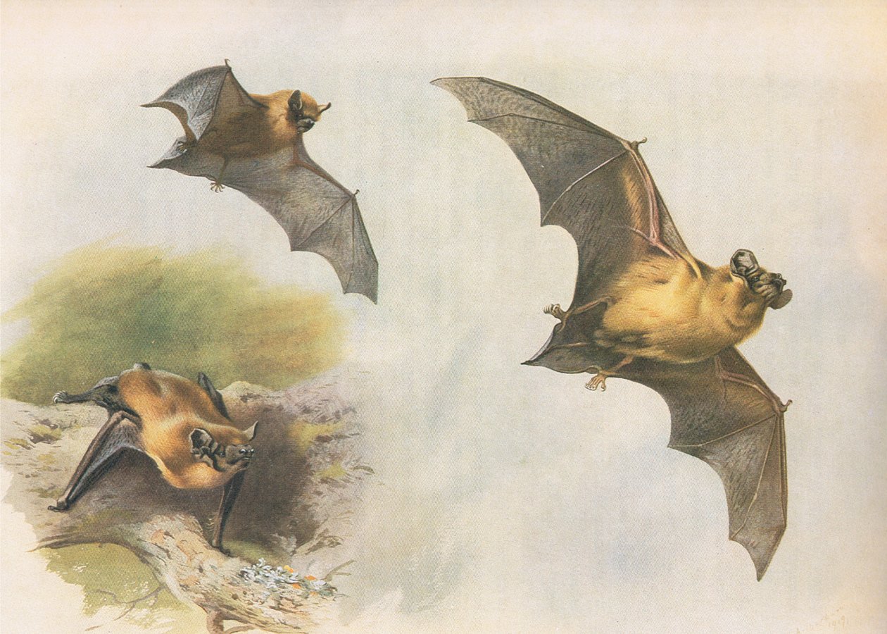 Pipistrelle tai Common Bat, julkaisusta Thorburns Mammals, julkaisija Longmans and Co, c. 1920 tekijältä Archibald Thorburn