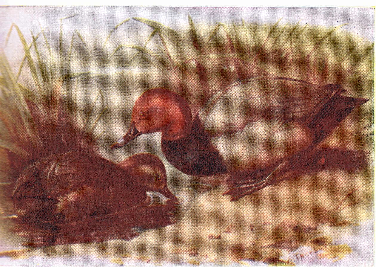Pochard tekijältä Archibald Thorburn