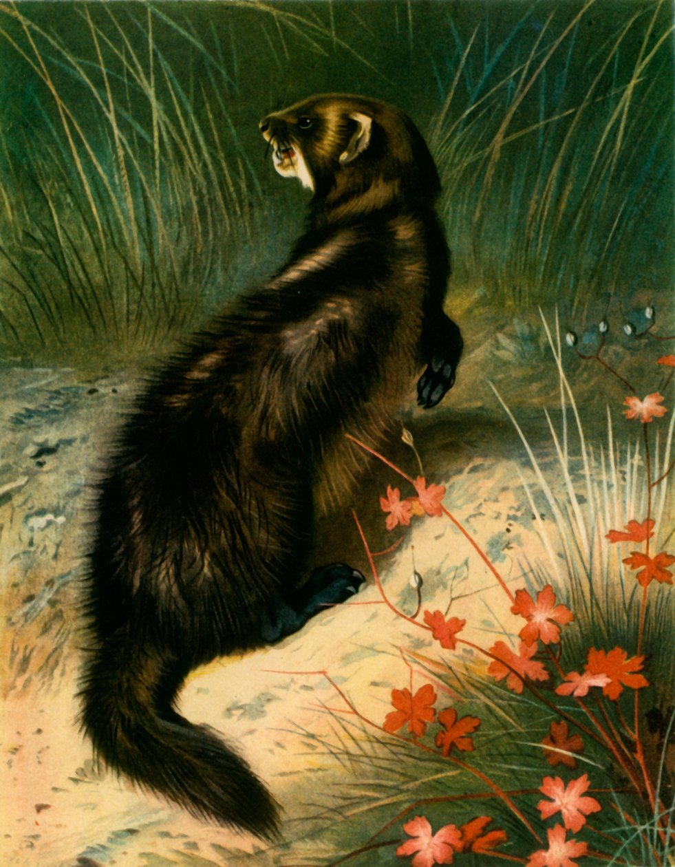 "Polecat", c1905, 1943. tekijältä Archibald Thorburn