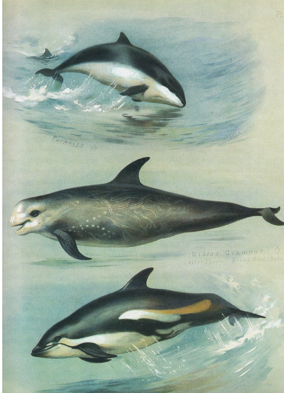 Pyöriäinen, Rissos Grampus ja White Sided Dolphin, julkaisusta Thorburn