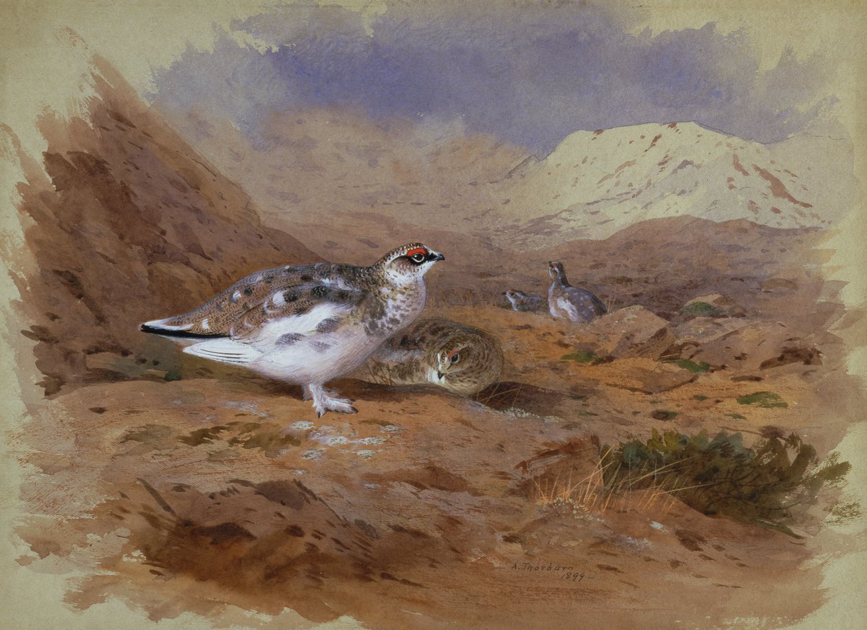 Ptarmigan ylämaan maisemassa (akvarelli) tekijältä Archibald Thorburn