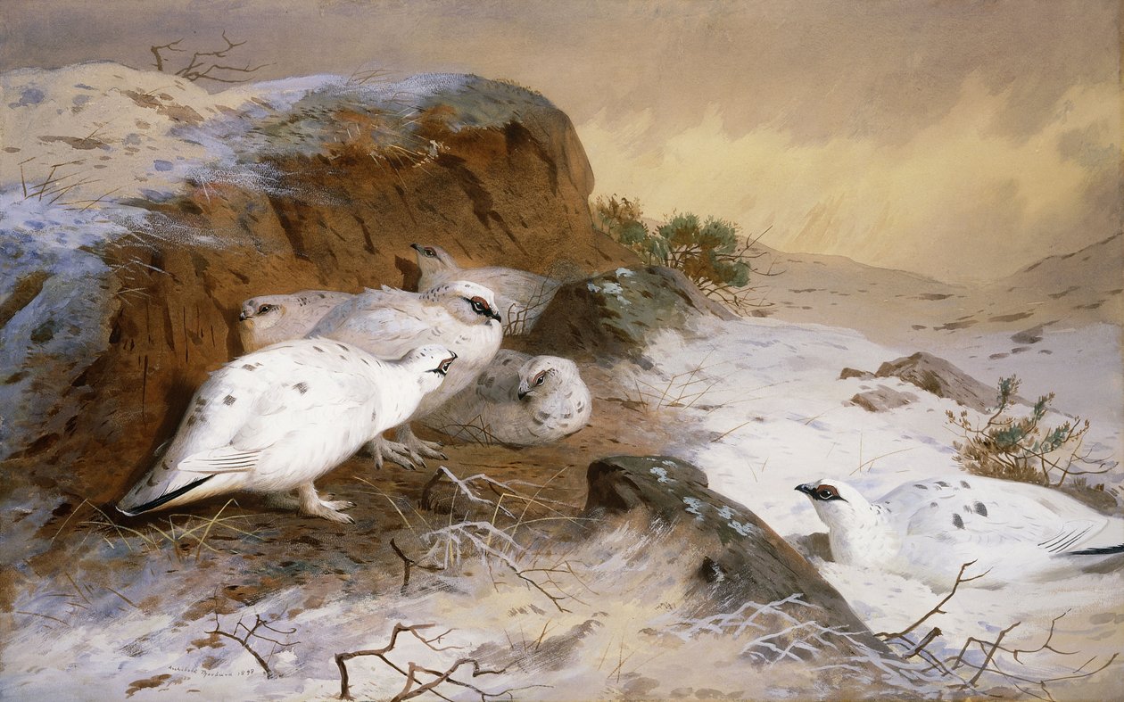 Ptarmigan lumessa tekijältä Archibald Thorburn