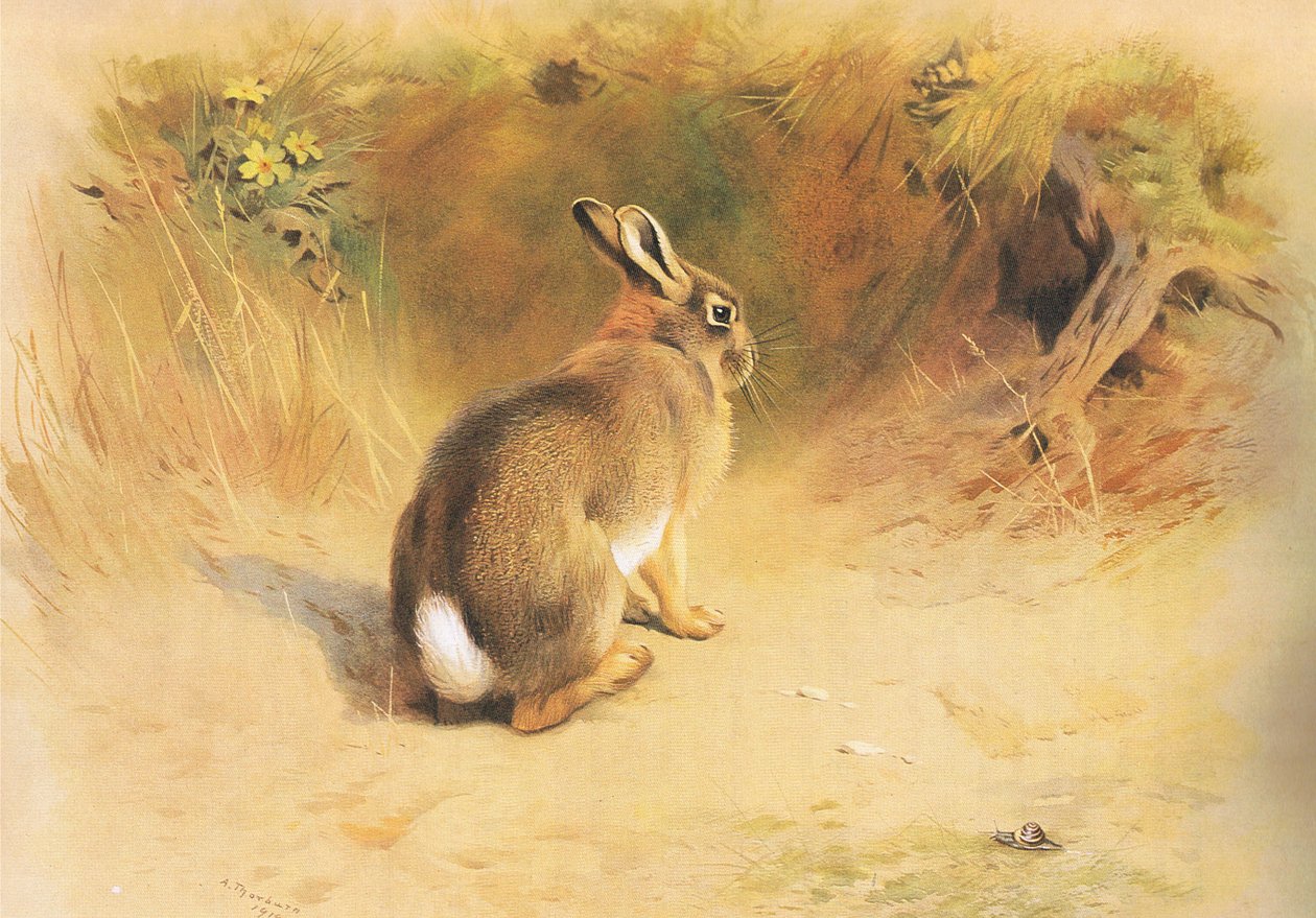 Rabbit, julkaisusta Thorburns Mammals, julkaisija Longmans and Co, c. 1920 tekijältä Archibald Thorburn