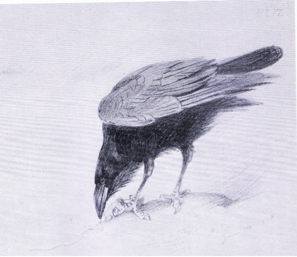 Raven, pubi. kirjoittanut Book Club Associates tekijältä Archibald Thorburn