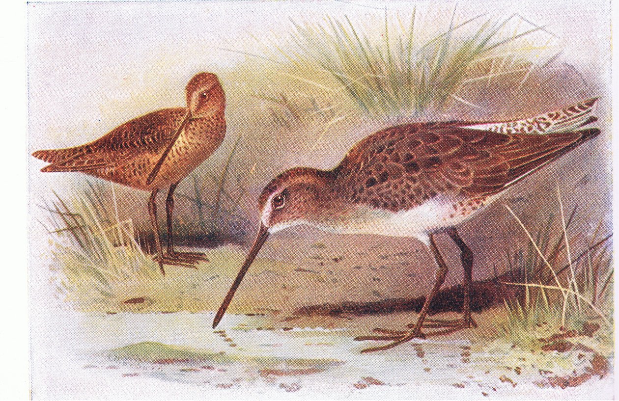 Red Breasted Snipe, teoksesta Birds of the British Isles and Their Eggs, Frederick Warne & Co Ltd, 1958. tekijältä Archibald Thorburn