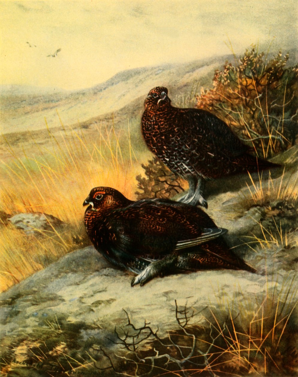 "Red Grouse", 1908, 1942. tekijältä Archibald Thorburn