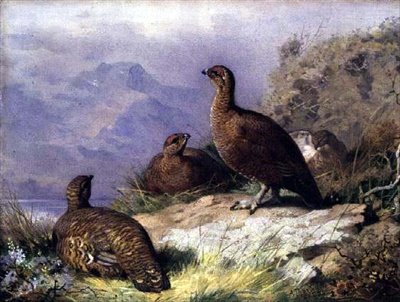 Red Grouse järven rannalla tekijältä Archibald Thorburn