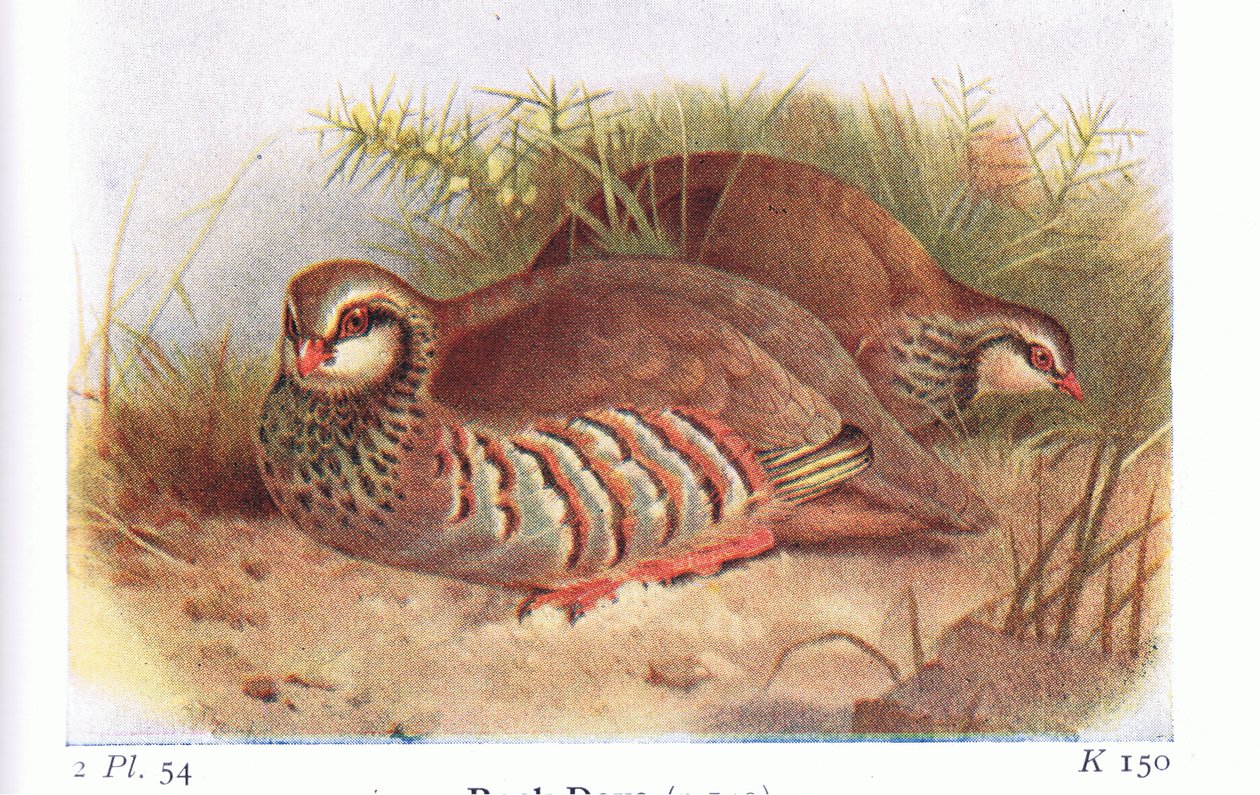 Red Legged Partridge, teoksesta Birds of the British Isles and Their Eggs, julkaissut Frederick Warne & Co Ltd, 1958. tekijältä Archibald Thorburn